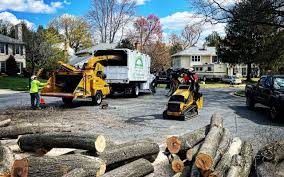 How Our Tree Care Process Works  in  St Michaels, MD