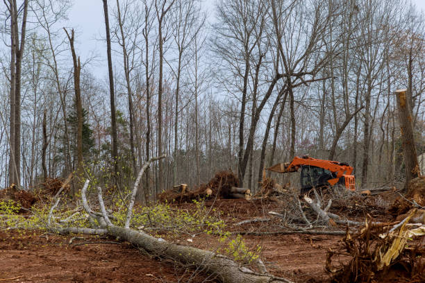 St Michaels, MD Tree Services Company